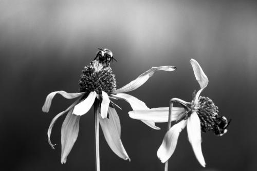 Busy-Bees-BW